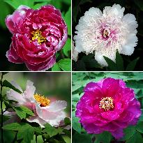 CHINA-HENAN-LUOYANG-PEONY (CN)