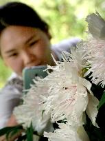 CHINA-HENAN-LUOYANG-PEONY (CN)