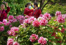 CHINA-HENAN-LUOYANG-PEONY (CN)