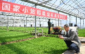 CHINA-TIANJIN-RICE BREEDING-SPECIALIST (CN)