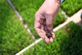 CHINA-TIANJIN-RICE BREEDING-SPECIALIST (CN)