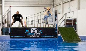 CANADA-MISSISSAUGA-DOG DOCK DIVING