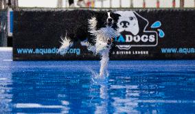 CANADA-MISSISSAUGA-DOG DOCK DIVING