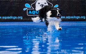 CANADA-MISSISSAUGA-DOG DOCK DIVING