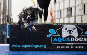 CANADA-MISSISSAUGA-DOG DOCK DIVING