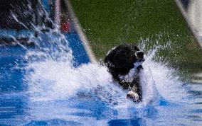 CANADA-MISSISSAUGA-DOG DOCK DIVING