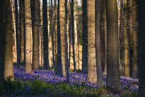 BELGIUM-HALLERBOS-BLUEBELLS