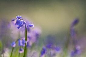 BELGIUM-HALLERBOS-BLUEBELLS