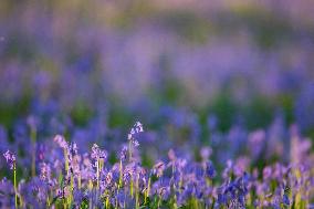 BELGIUM-HALLERBOS-BLUEBELLS