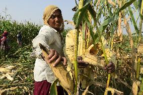 INDIA-ASSAM-MAIZE HARVEST