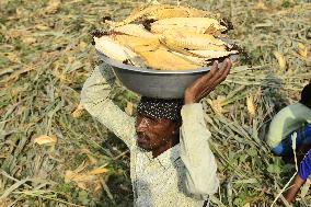 INDIA-ASSAM-MAIZE HARVEST