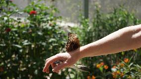 U.S.-LOS ANGELES-BUTTERFLY EXHIBITION