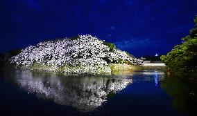 Cherry blossom at Hikone Castle