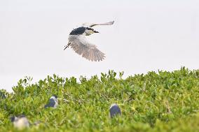 CHINA-FUJIAN-MANGROVE FOREST-HERONS (CN)