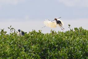 CHINA-FUJIAN-MANGROVE FOREST-HERONS (CN)