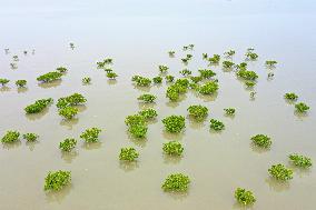 CHINA-FUJIAN-MANGROVE FOREST-HERONS (CN)