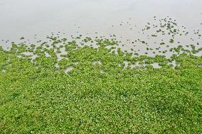 CHINA-FUJIAN-MANGROVE FOREST-HERONS (CN)