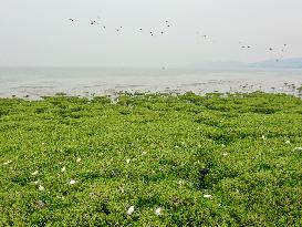 CHINA-FUJIAN-MANGROVE FOREST-HERONS (CN)