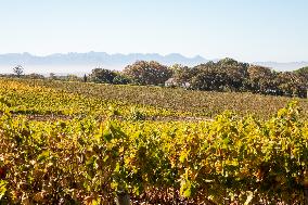 SOUTH AFRICA-CAPE TOWN-WINE FARM
