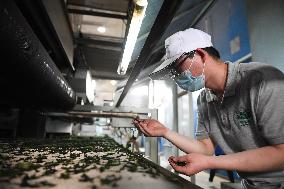 CHINA-ZHEJIANG-SHAOXING-MATCHA BASE (CN)