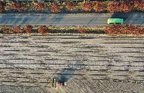 CHINA-XINJIANG-COTTON FARMING (CN)