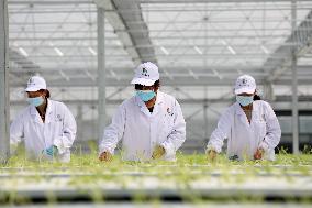 CHINA-ANHUI-HEFEI-FEIDONG-SMART GREENHOUSE (CN)