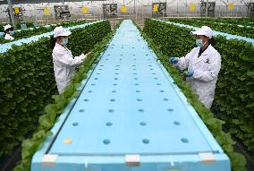 CHINA-ANHUI-HEFEI-FEIDONG-SMART GREENHOUSE (CN)