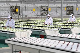 CHINA-ANHUI-HEFEI-FEIDONG-SMART GREENHOUSE (CN)