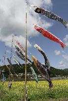Carp streamers in western Japan