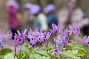 Fawn lilies in Hokkaido