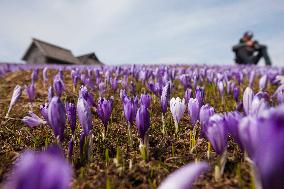 SLOVENIA-VELIKA PLANINA-SPRING SCENERY