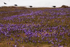 SLOVENIA-VELIKA PLANINA-SPRING SCENERY