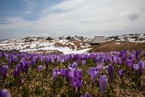 SLOVENIA-VELIKA PLANINA-SPRING SCENERY