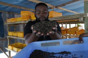 TANZANIA-DAR ES SALAAM-ORGANIC WASTE-FISH FEED