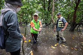 MALAYSIA-JOHOR-MANGROVE