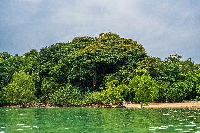 MALAYSIA-JOHOR-MANGROVE