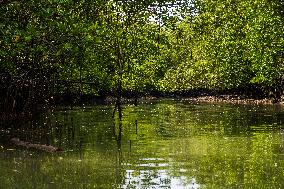 MALAYSIA-JOHOR-MANGROVE