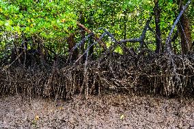 MALAYSIA-JOHOR-MANGROVE