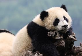 CHINA-SICHUAN-WOLONG-GIANT PANDA (CN)