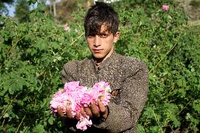 AFGHANISTAN-NANGARHAR-ROSE-HARVEST