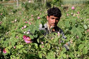 AFGHANISTAN-NANGARHAR-ROSE-HARVEST