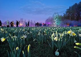 LITHUANIA-DRUSKININKAI-DAFFODILS-FESTIVAL