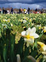 LITHUANIA-DRUSKININKAI-DAFFODILS-FESTIVAL