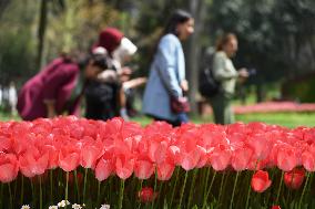 TURKEY-ISTANBUL-TULIP FESTIVAL