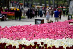 TURKEY-ISTANBUL-TULIP FESTIVAL