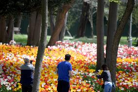 TURKEY-ISTANBUL-TULIP FESTIVAL