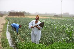 EGYPT-MONUFIA-COTTON PLANTING