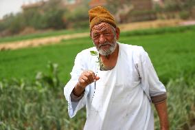 EGYPT-MONUFIA-COTTON PLANTING