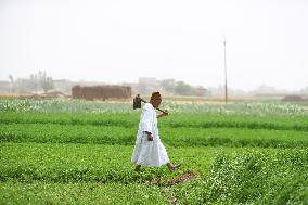 EGYPT-MONUFIA-COTTON PLANTING