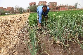 EGYPT-MONUFIA-COTTON PLANTING